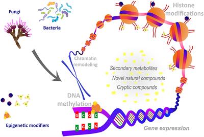 Editorial: Epigenetic Remodeling of Microorganisms of Pharmaceutical and Industrial Importance